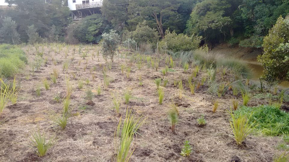 Weiti Planting Day