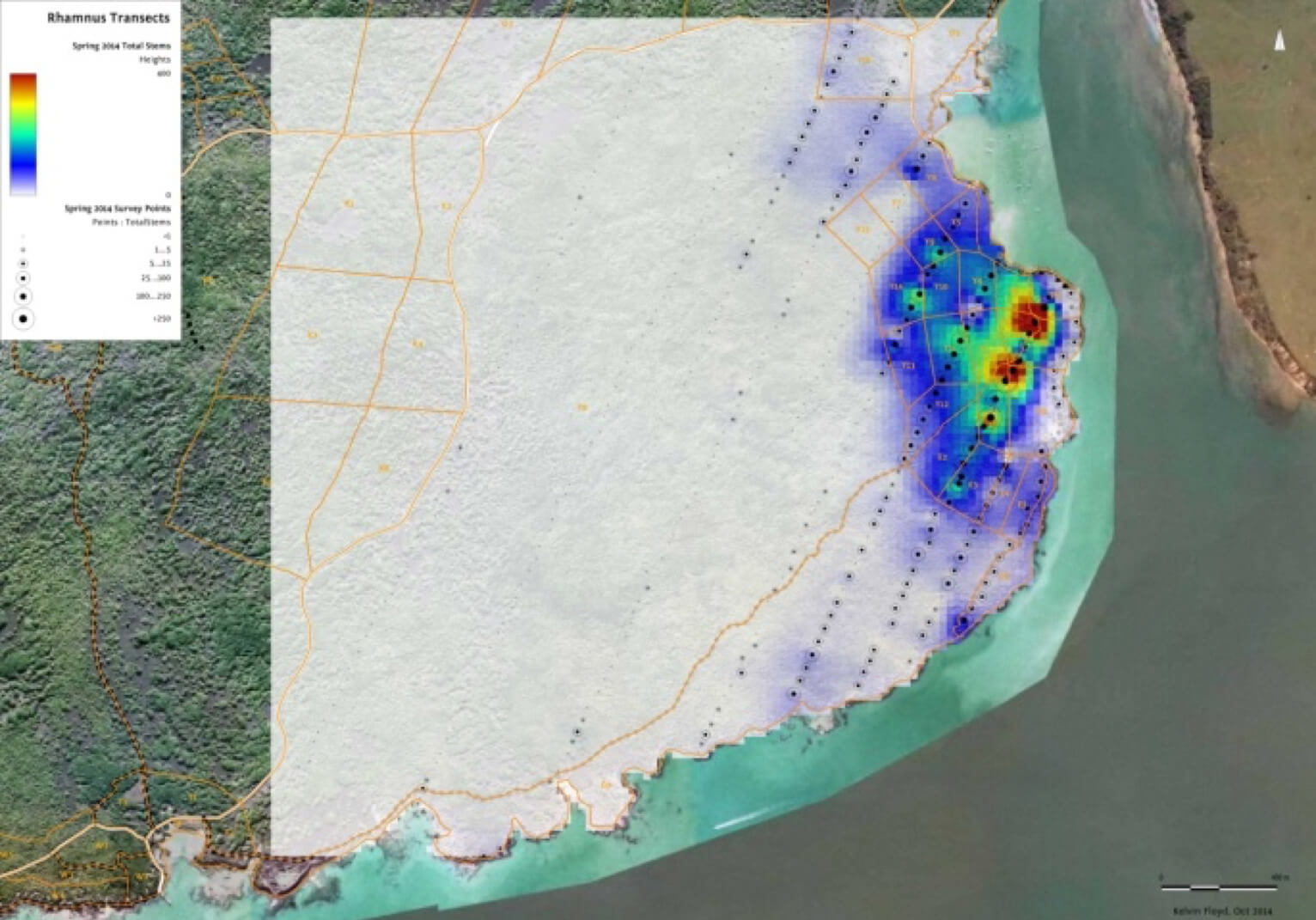 Hot spot mapping of evergreen buckthorn stem density on Rangitoto Island
